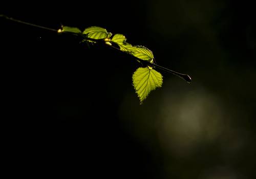 Зеленый шум