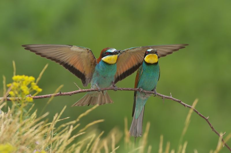 Щурки фото превью