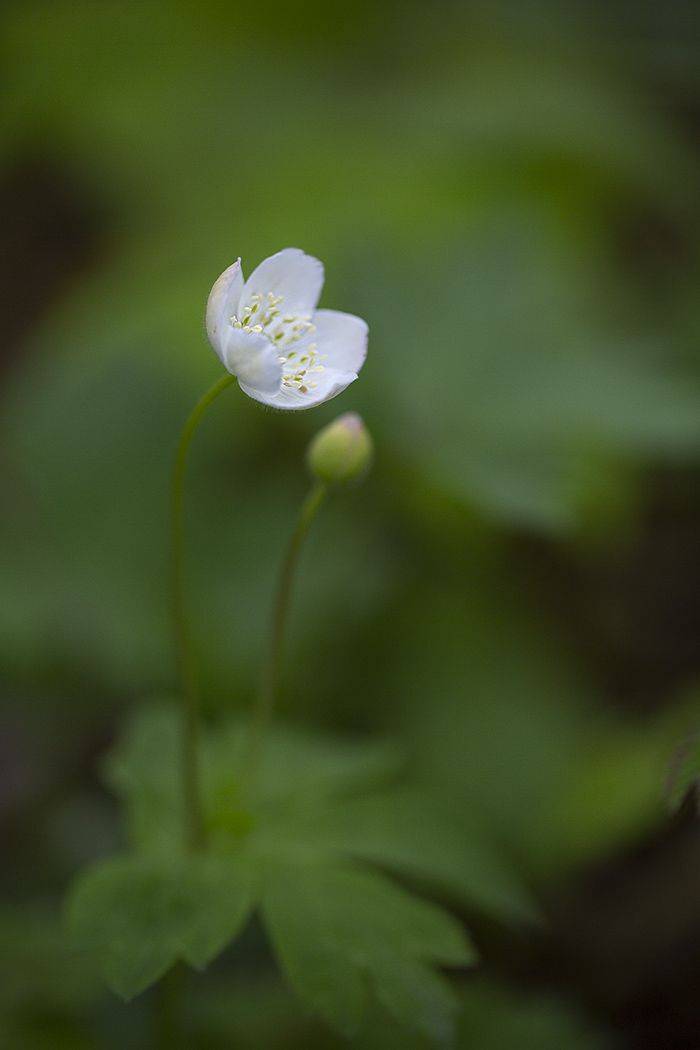 анемон ветреник лес май остров русский, Евгений Слободской