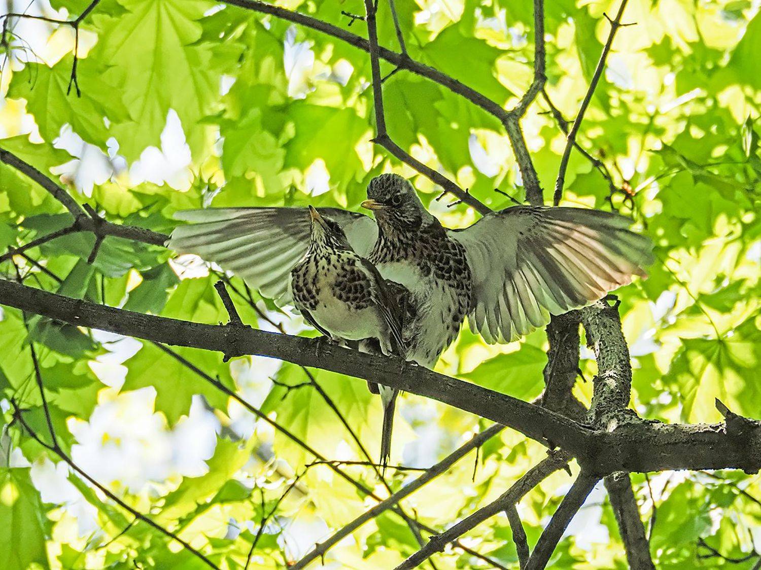 , Сергей Духанин