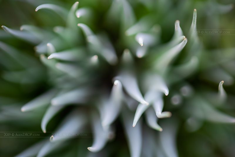 Floral abstract фото превью