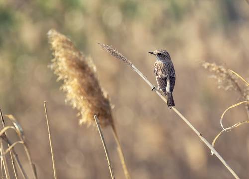 Черноголовый чекан (самка)