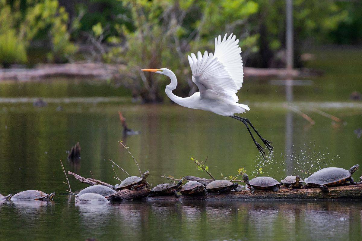 , Леонид Дьяченко