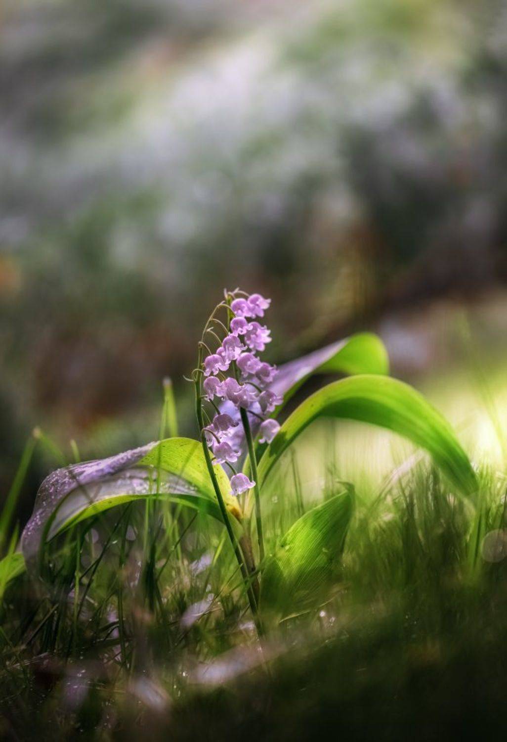 природа, макро, весна, цветы, розовый ландыш, Неля Рачкова