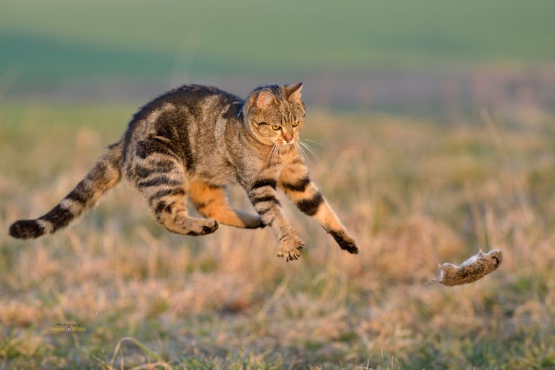 Acrobat.