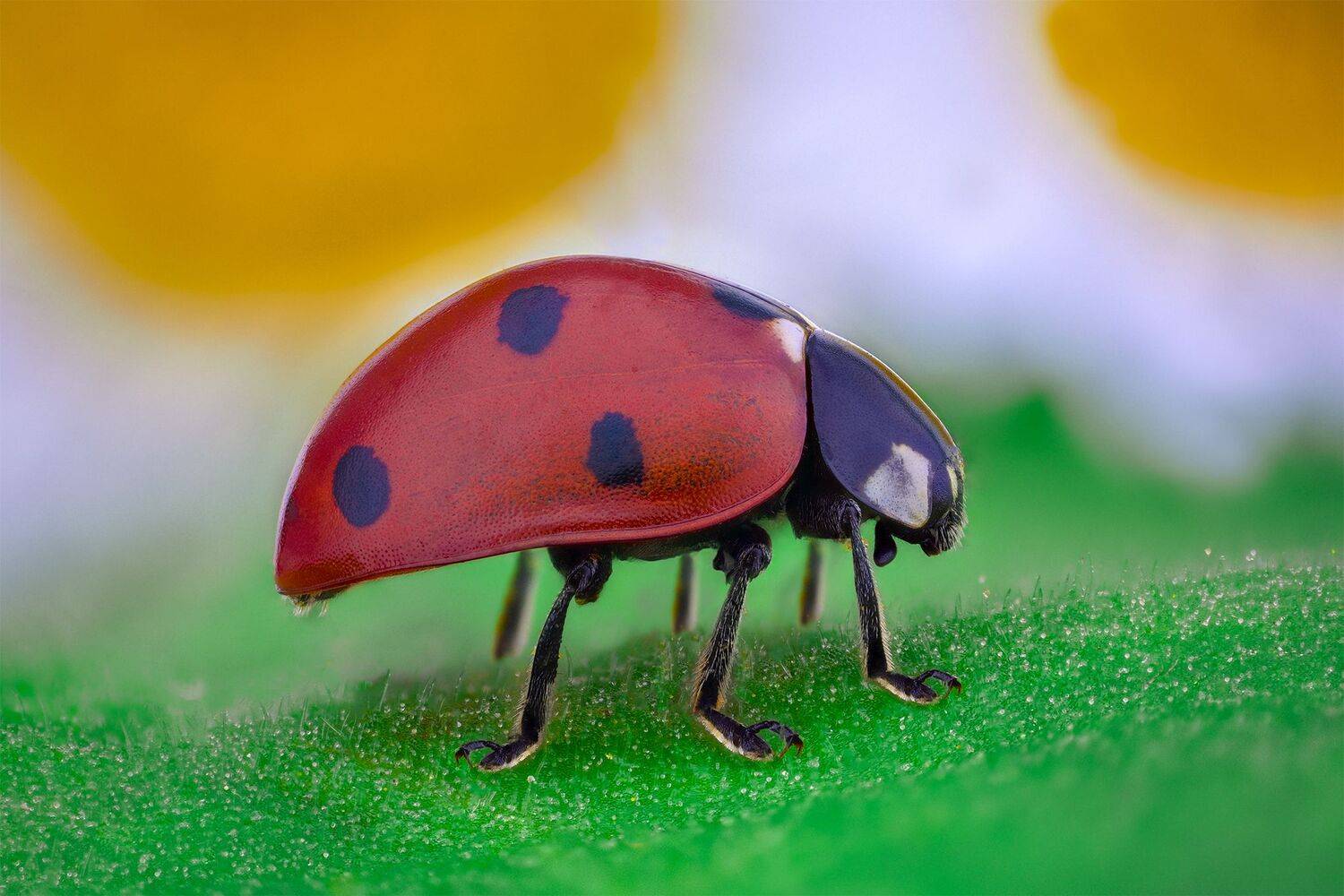 ceclii, macro, lomo 3.7, Tsvetan Ganev