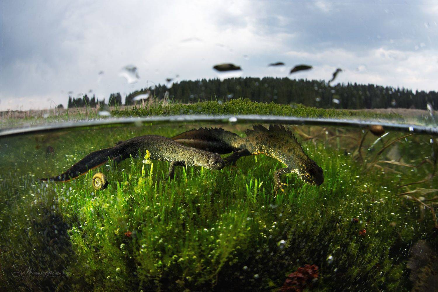 урал, тритон, гребенчатый тритон, красная книга, сплит, пейзаж, подводная съемка, Малафеева Елена