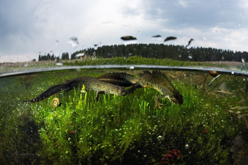 урал, тритон, гребенчатый тритон, красная книга, сплит, пейзаж, подводная съемка Брачный период гребенчатого тритона. фото превью