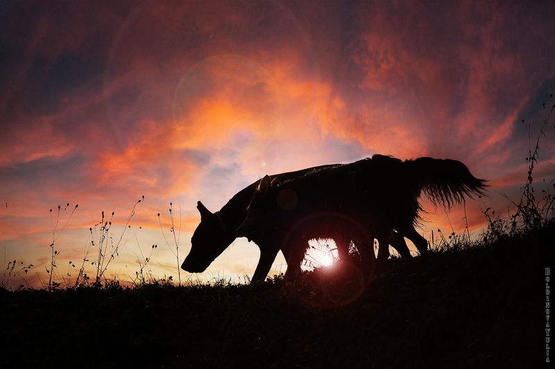 двое на закате фото превью