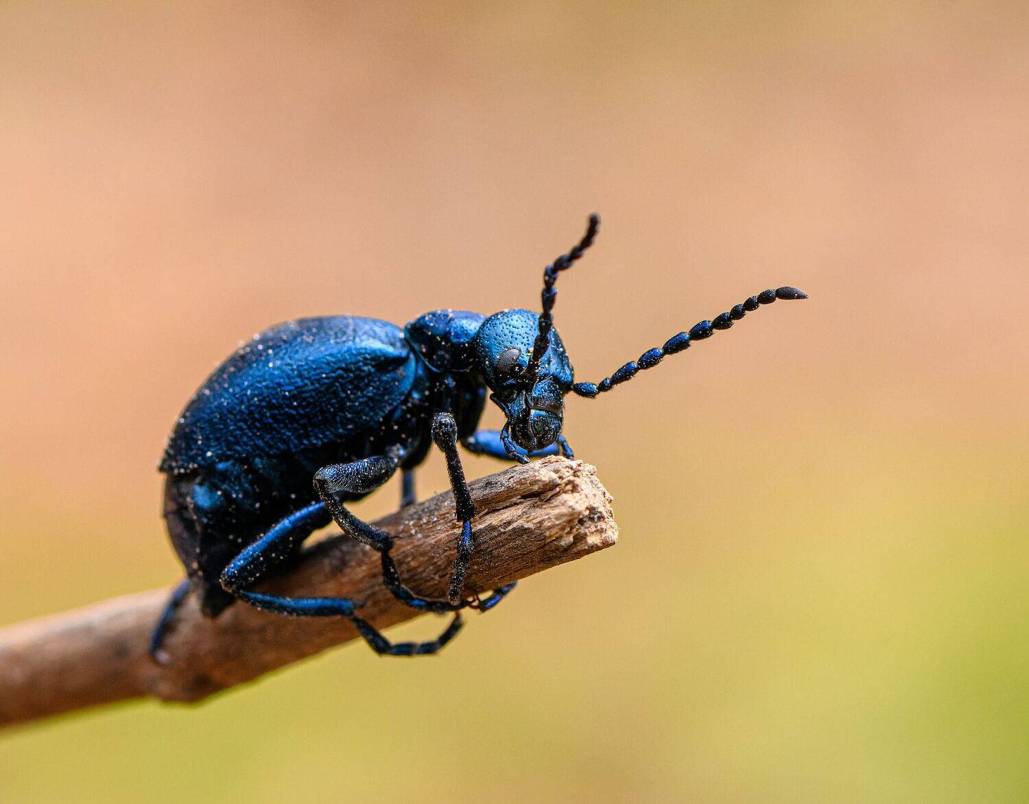 bug, beetle, blu, animal, insect,  Mykhailo