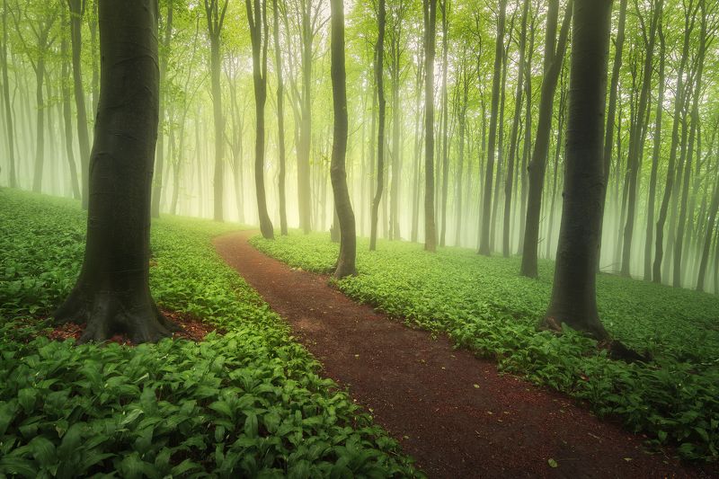 Fresh green фото превью