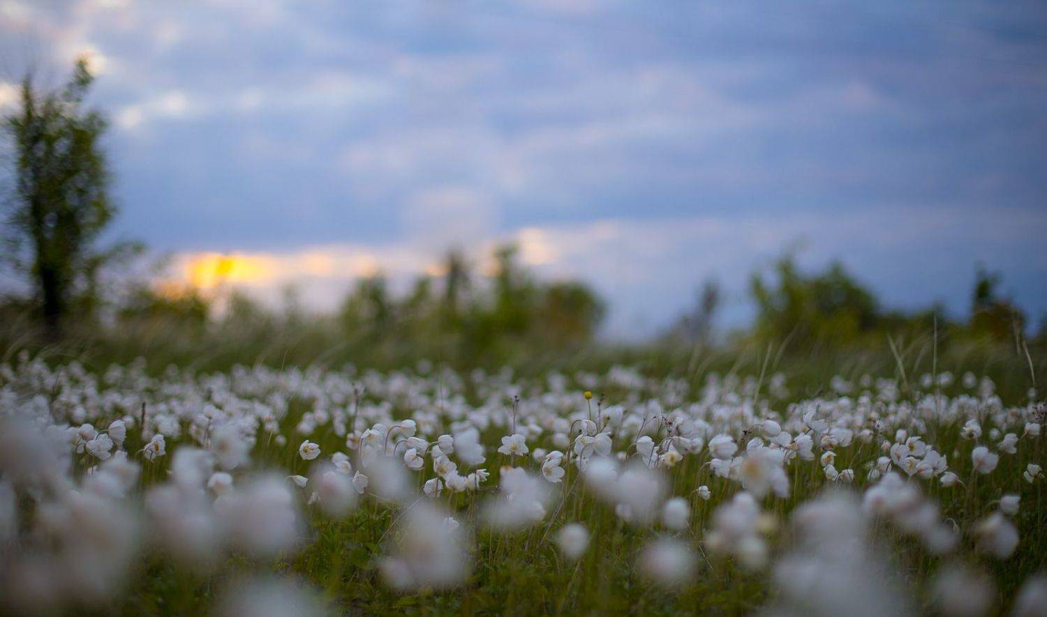 пейзаж, рассвет, весна, май, степь, ветреница, Алексей Юденков