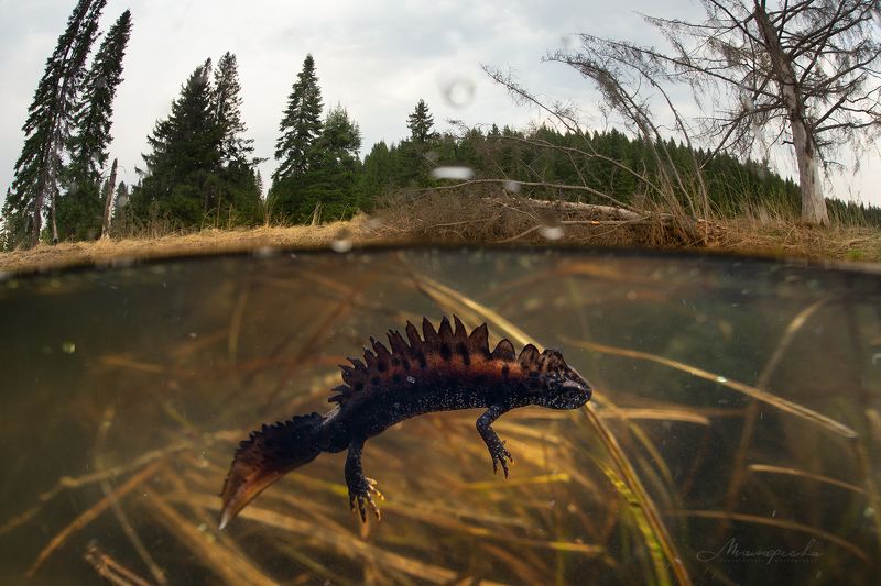 тритон, гребенчатый тритон, урал, сплит, подводное фото, красная книга Гребенчатый тритон в родной среде фото превью