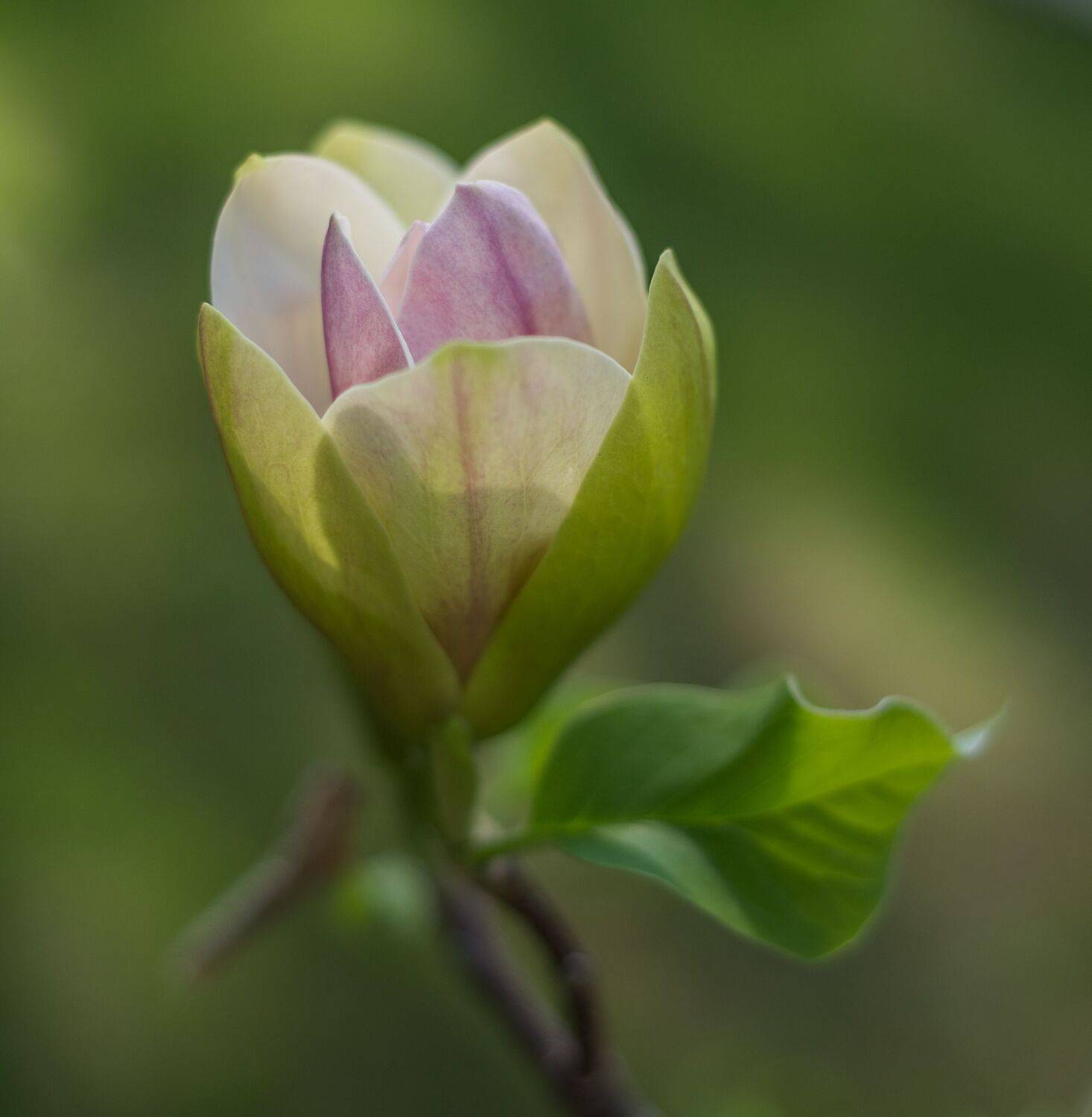 , Курлянцев Алексей