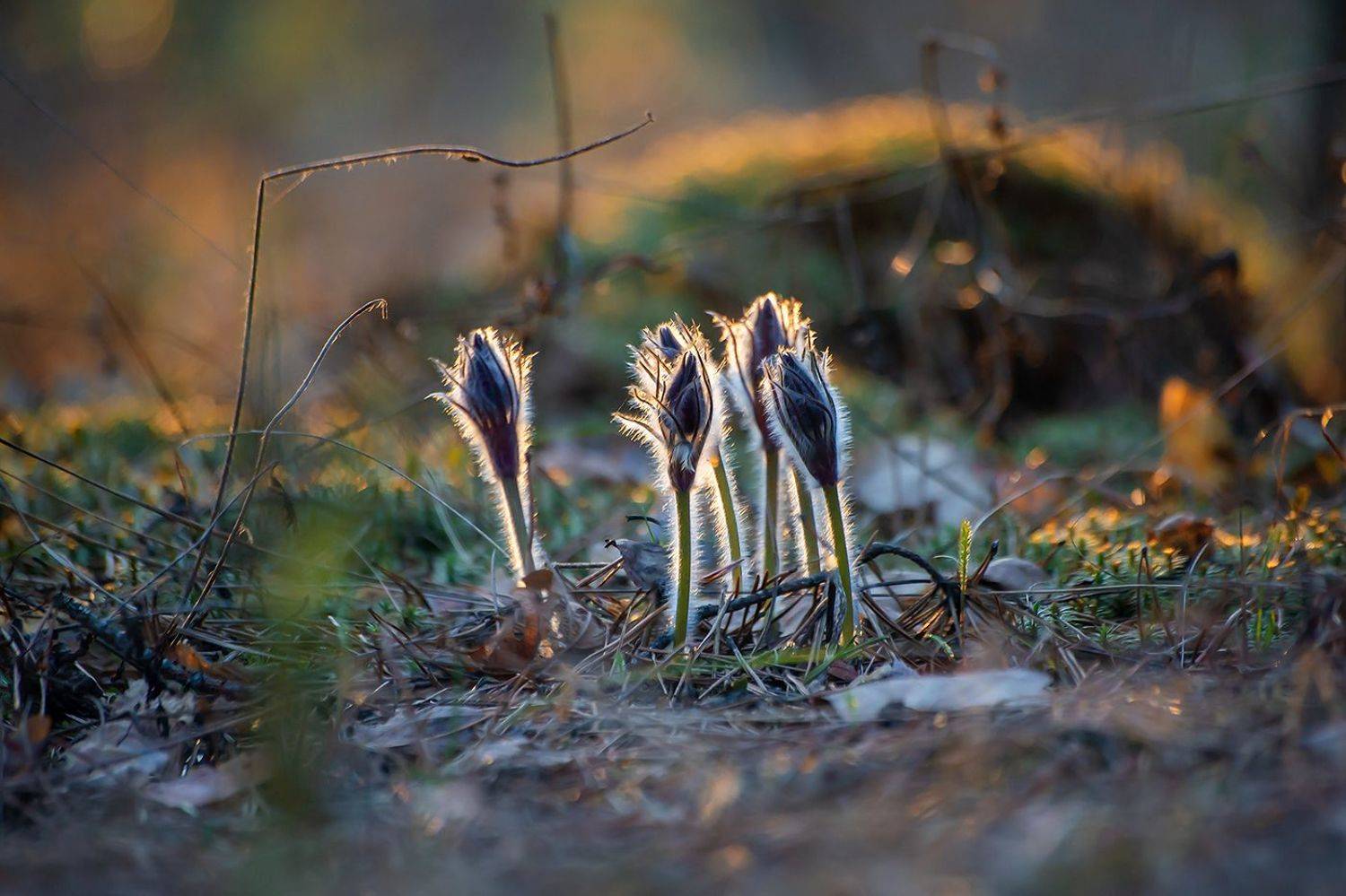 сон-трава, прострел раскрытый, мещёра, рязанская область, весна, закат, Валерий Пешков