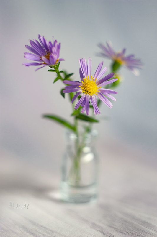 сентябрики Про сентябрьские астры в светлом фото превью