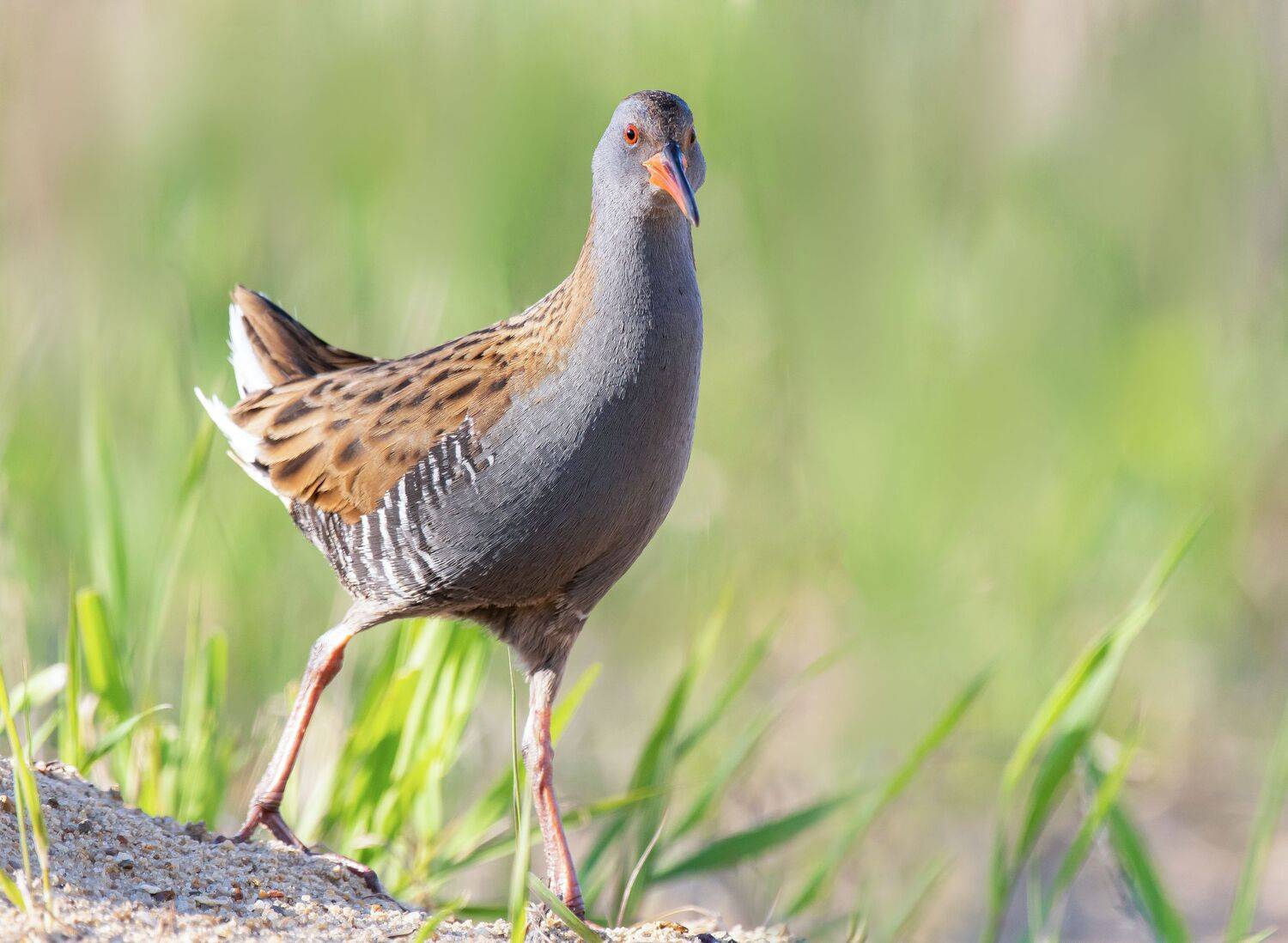 птицы,природа, весна, Андрей Киселёв