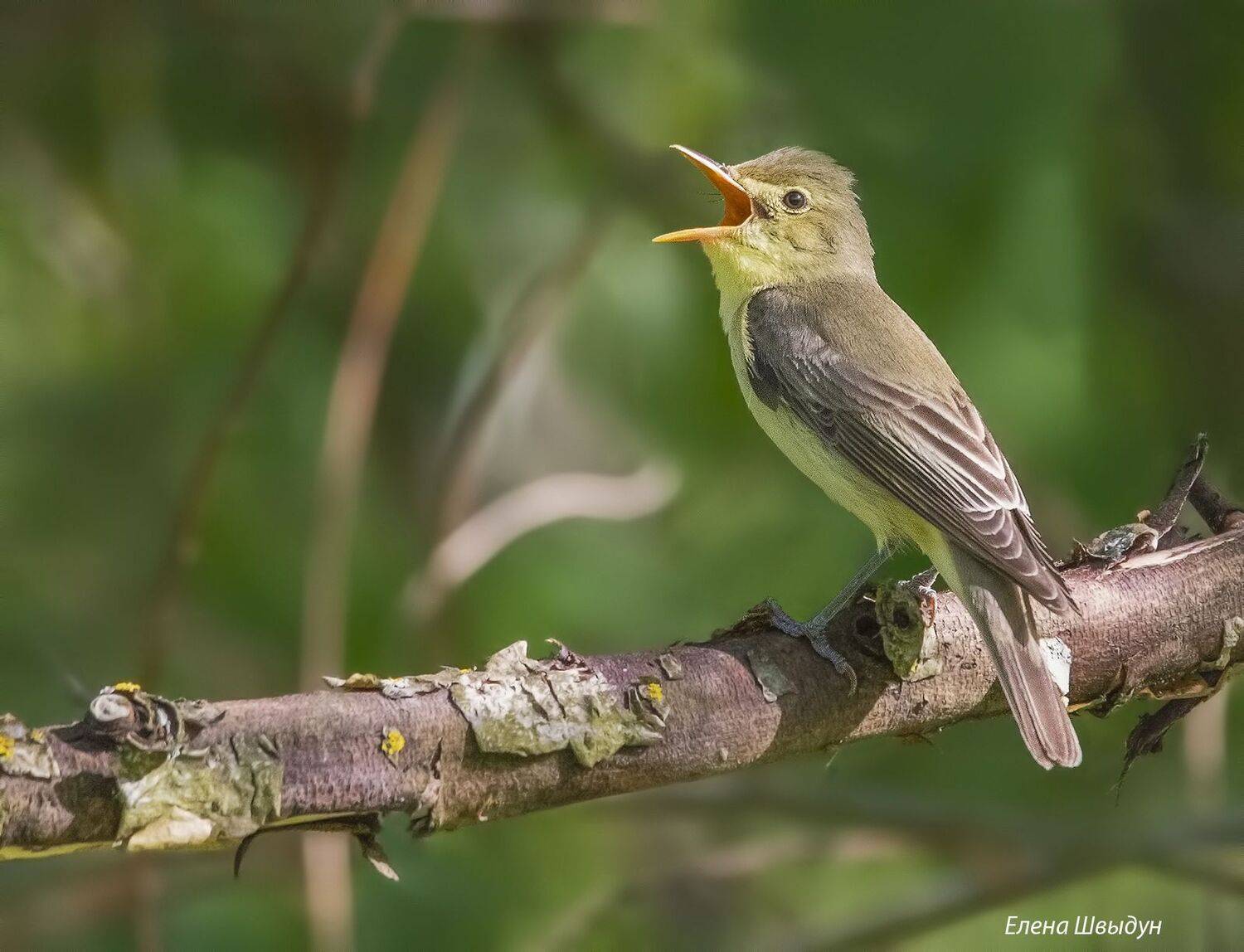 bird of prey, animal, birds, bird,  animal wildlife,  nature,  animals in the wild, icterine warbler, hippolais icterina, зелёная пересмешка, Елена Швыдун