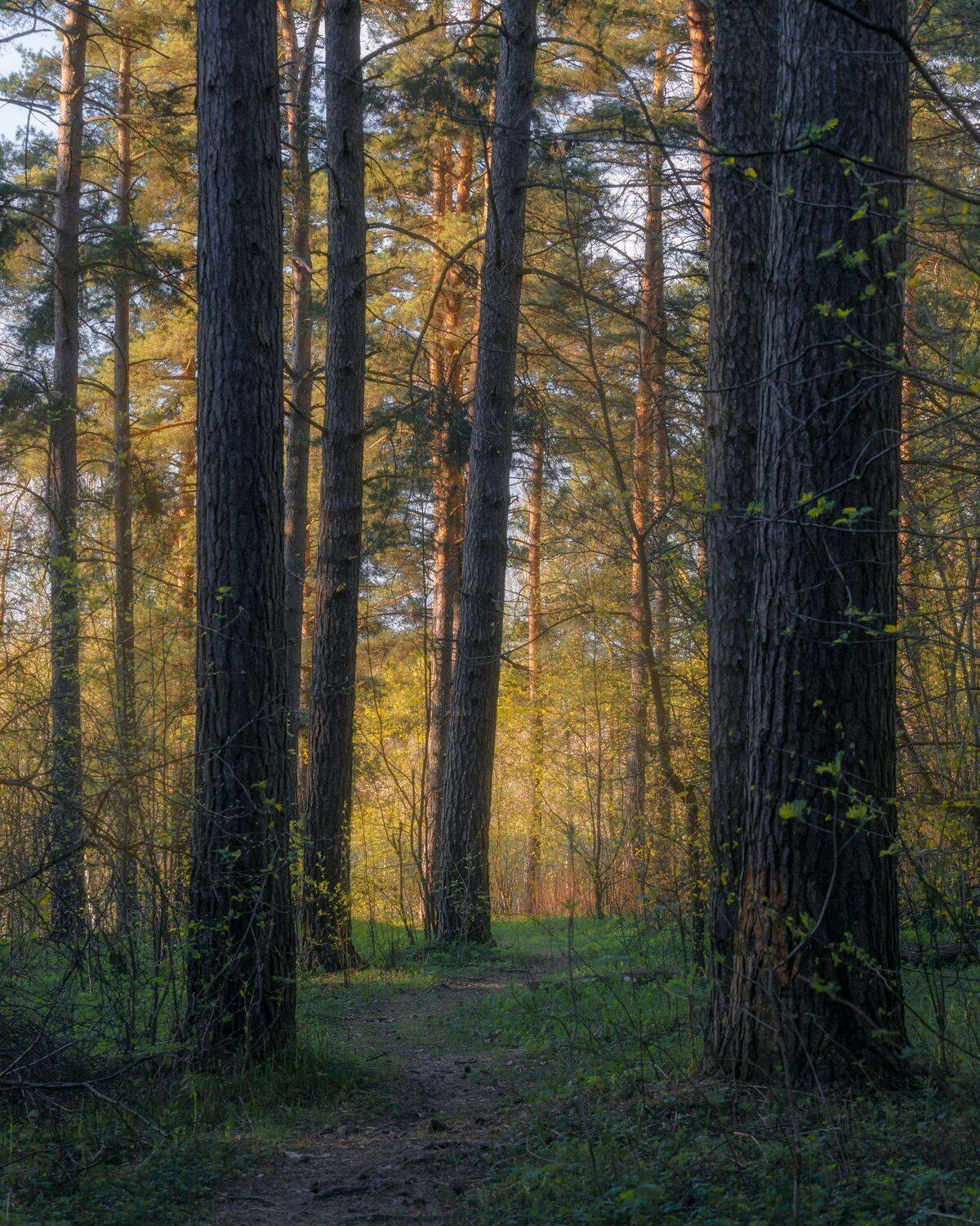 природа, лес, закат, сосны, пейзаж, Московская область, Мартыненко Дмитрий