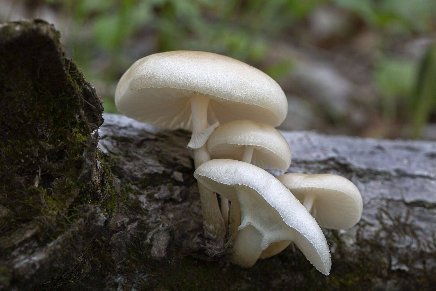 опенок слизистый, Евгений Слободской