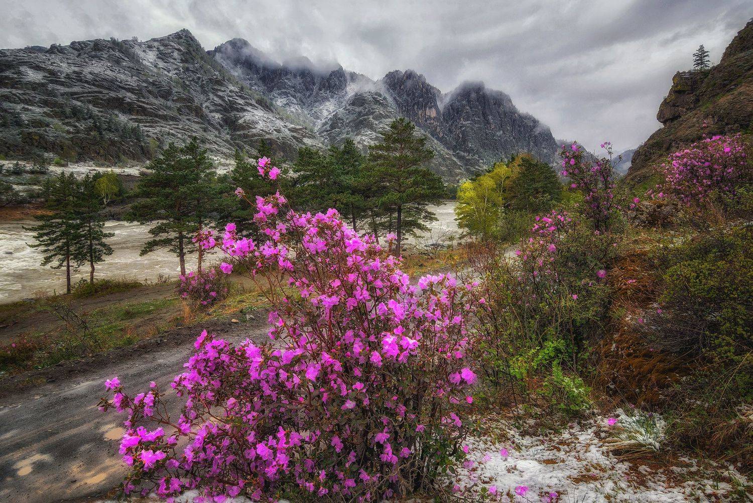 горный алтай,чемальский тракт,катунь,май,непогода,снег,маральник, lora_pavlova