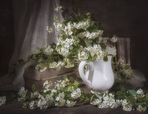 Цветёт Спирея