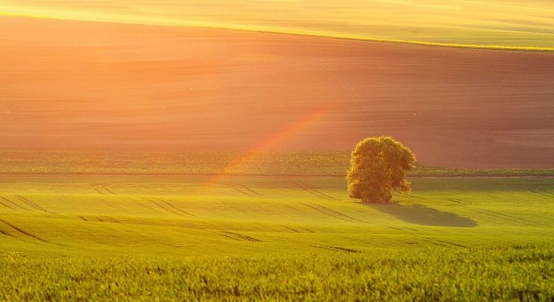 Old pear tree with a rainbow :-) фото превью