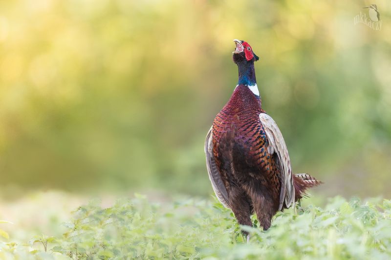 singer фото превью