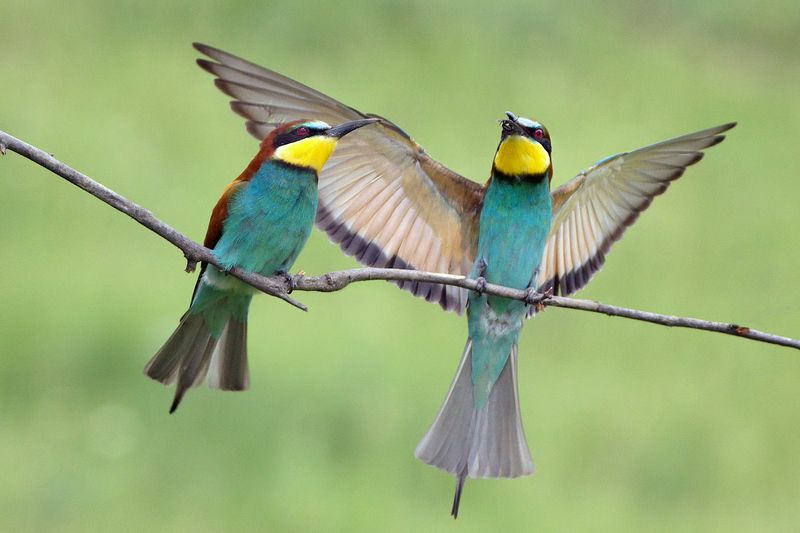 Щурки фото превью