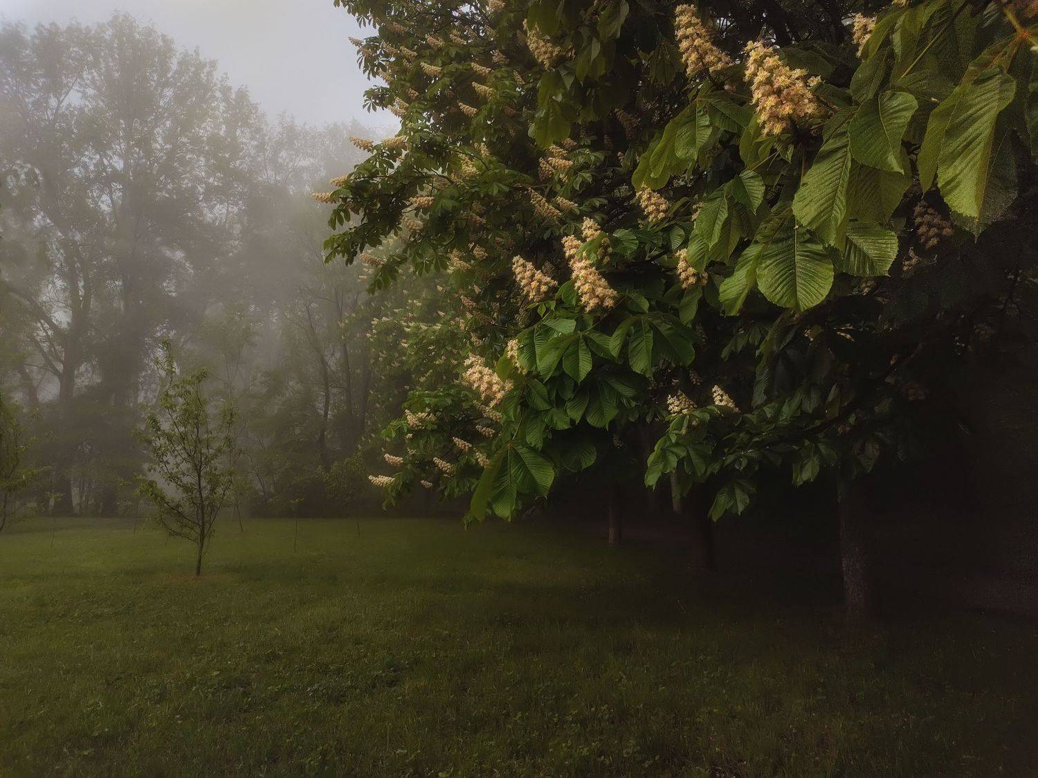 ,  Александр