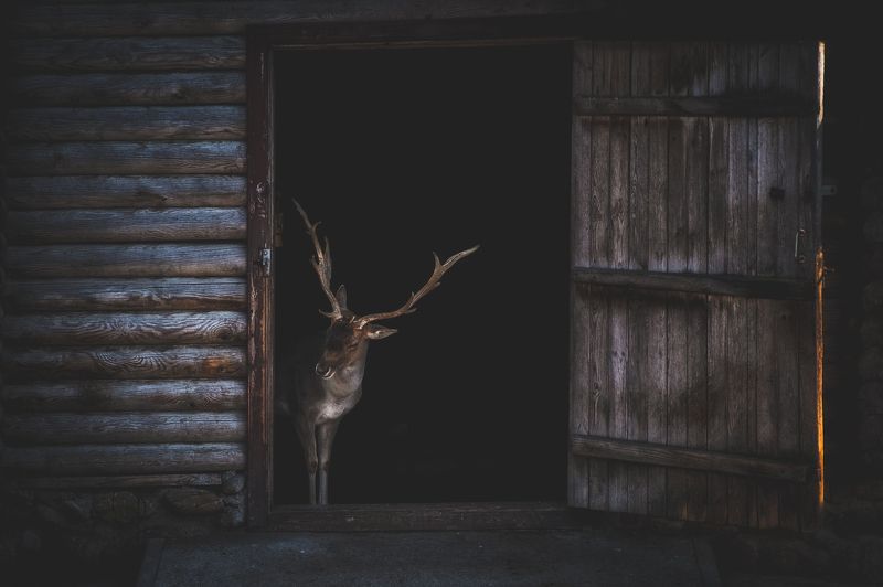 Deer at Home фото превью