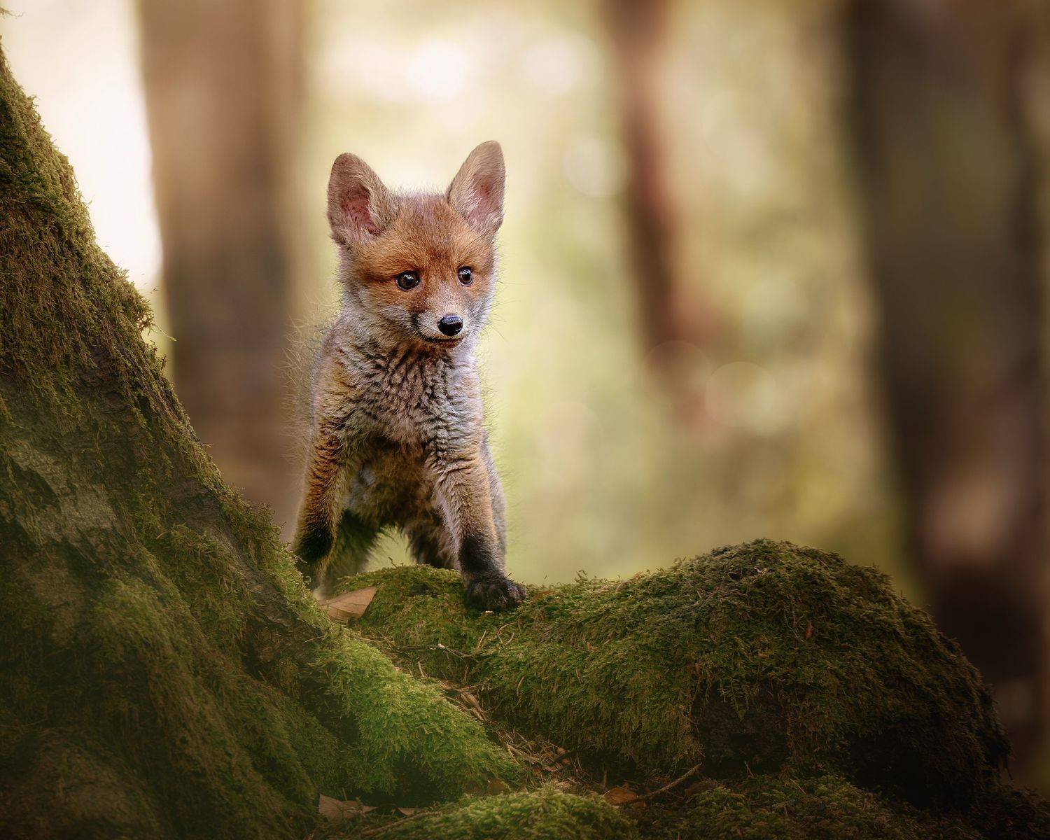 fox, red fox, fox cub, mammal, forest, Michaela Fire&scaron;ov&aacute;