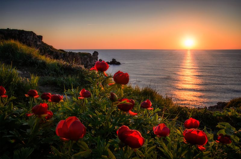 Wild Peonies Season фото превью