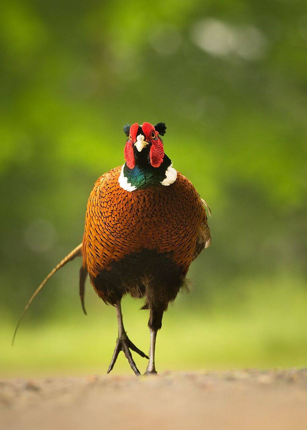 , Robert Adamec