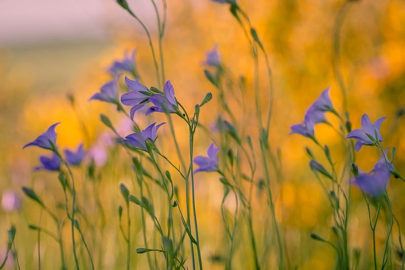 колокольчик, первоцветы, цветы, flowers, primulas, campanula Время колокольчиков фото превью