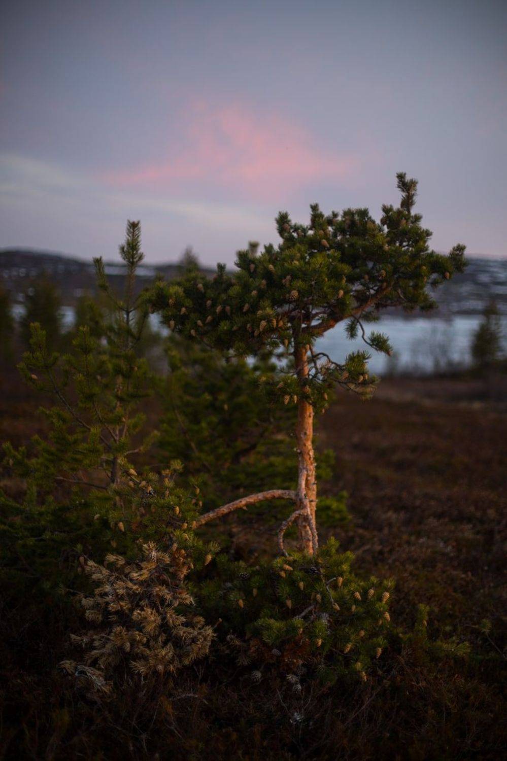 сосна, шишки, север, солнце, закат, белые ночи, сопки, природа, ночь, Алёна Салтыкова