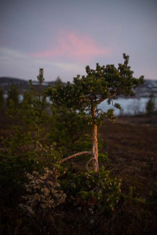 сосна, шишки, север, солнце, закат, белые ночи, сопки, природа, ночь Красота природы фото превью