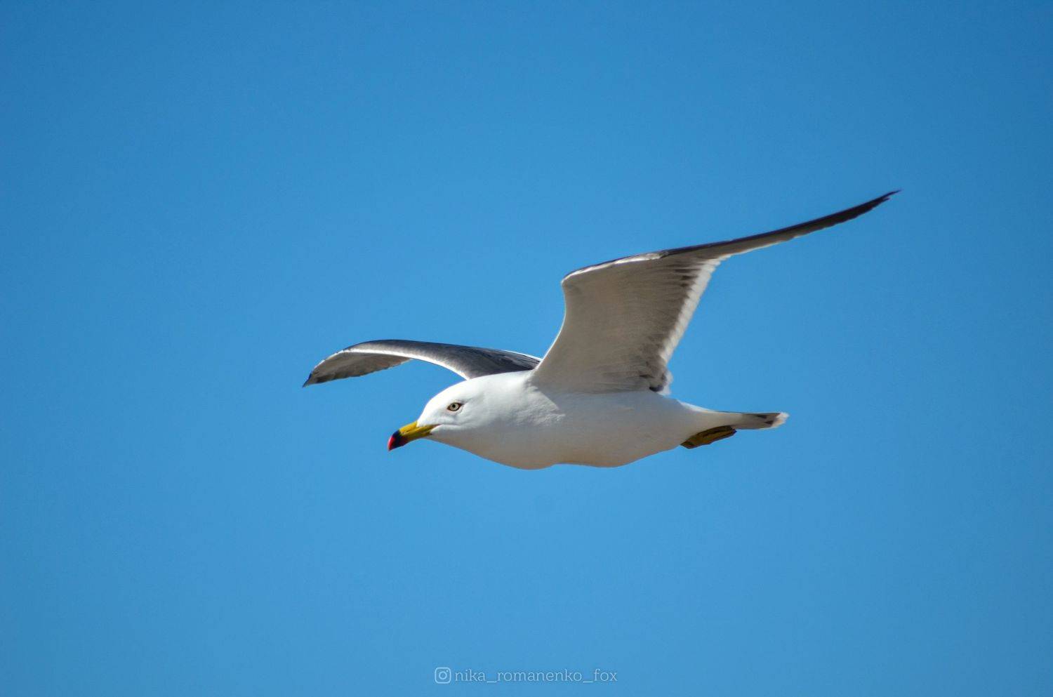 #чайка, #птица, #сахалин, Вероника Романенко