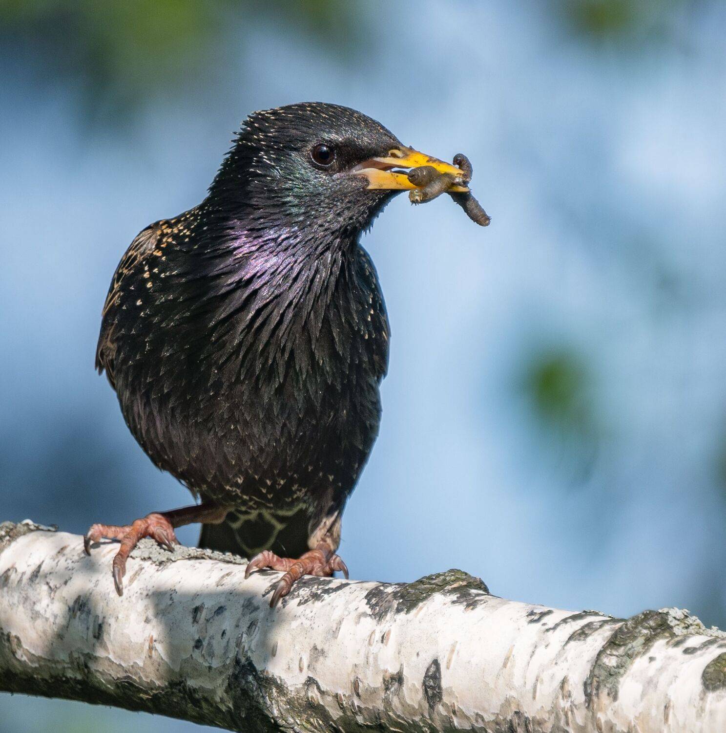 , Курлянцев Алексей