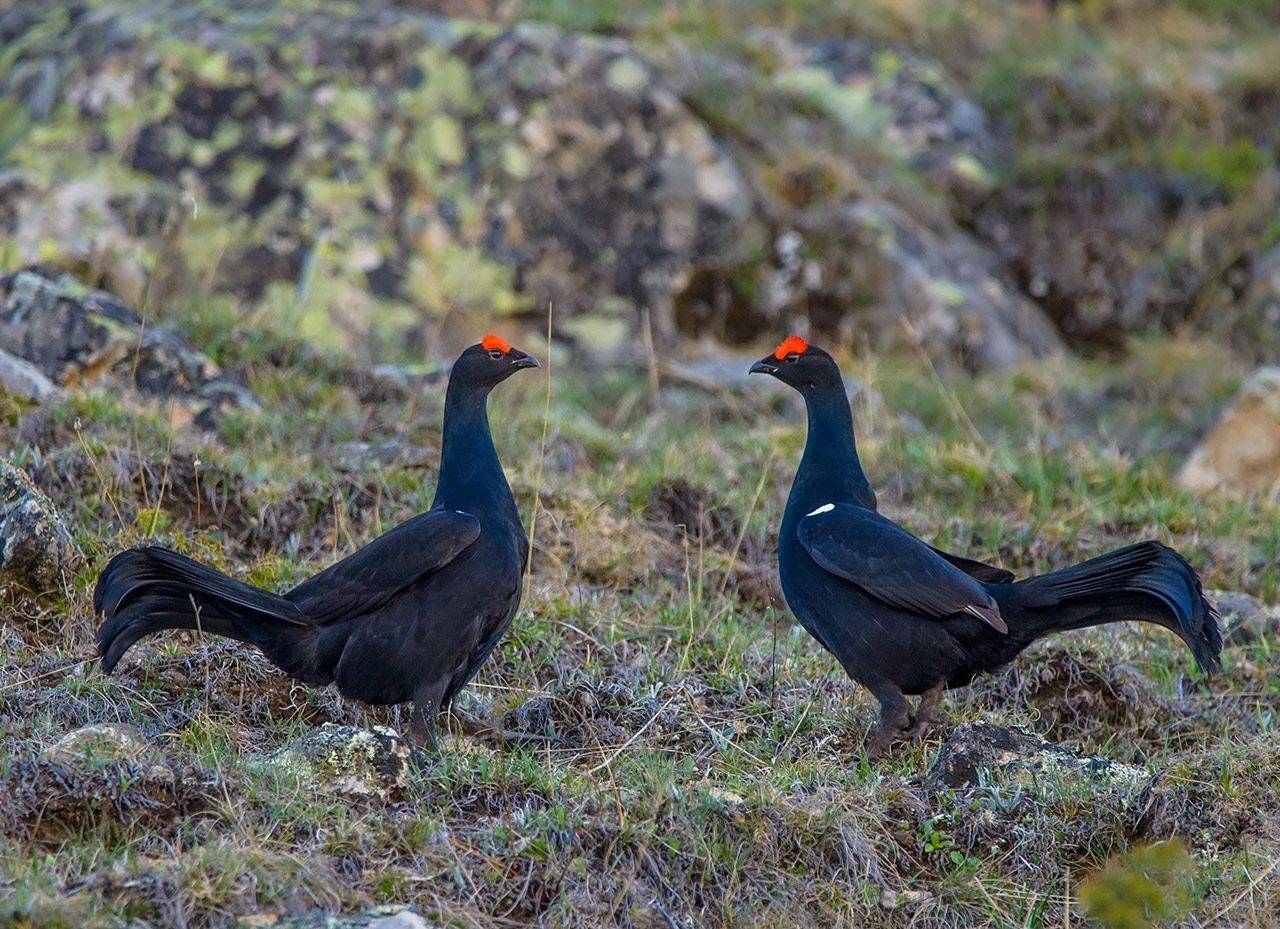 кавказский тетерев, кабардино-балкария, Хасан Журтов