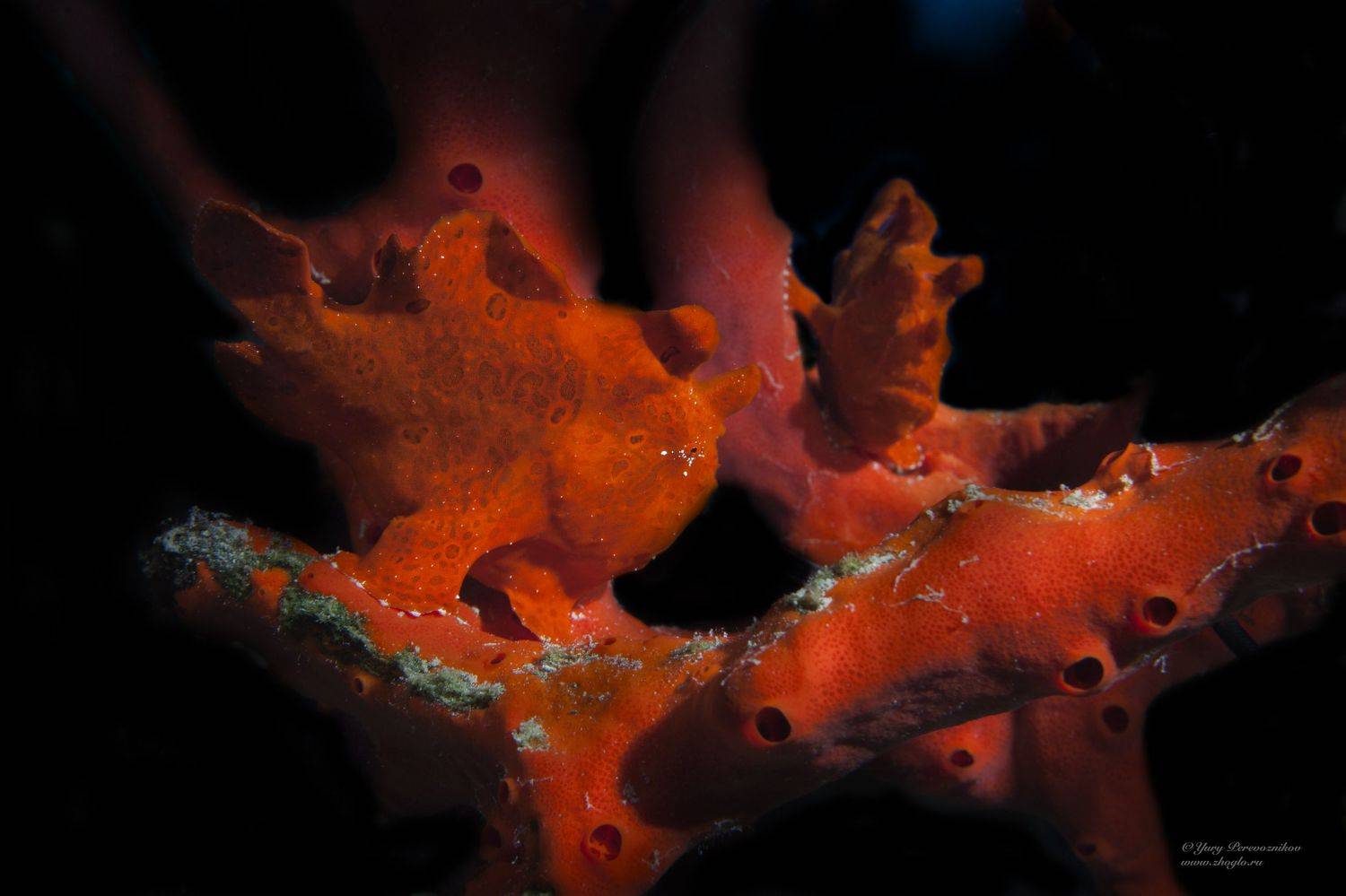 подводное фото подводный мир хургада египет жогло zhoglo красное море, Юрий Перевозников