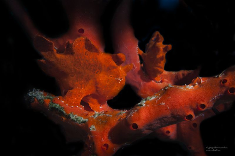 подводное фото подводный мир хургада египет жогло zhoglo красное море Лягушонок фото превью