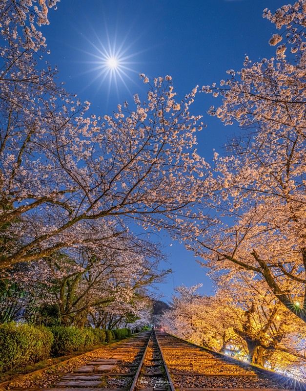 #kyoto #japan #cherryblossoms #moon [ Cherry  Blossoms ] фото превью