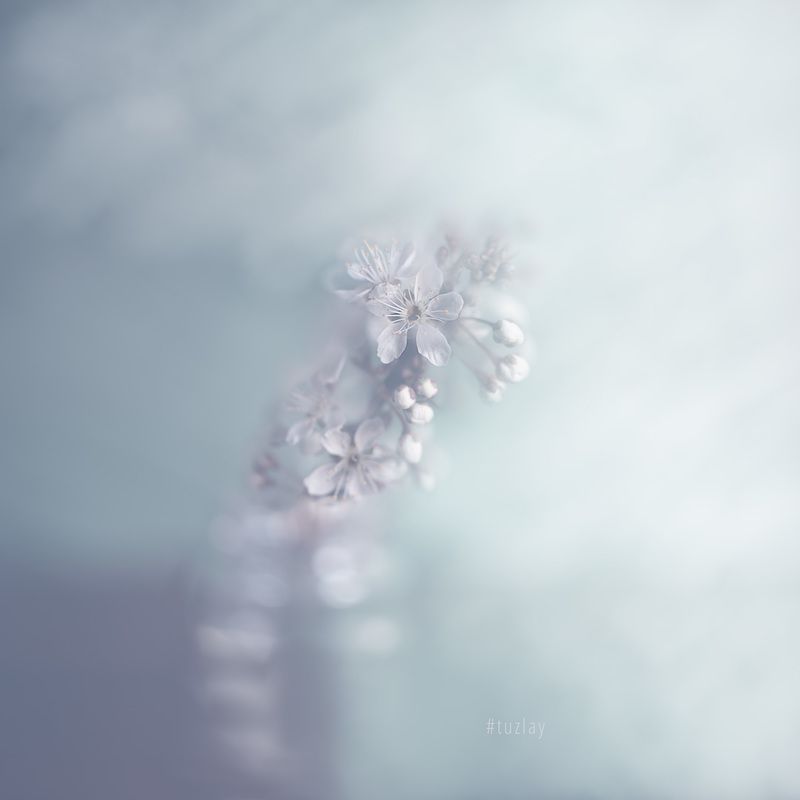 цветение Пара апрельских фантазий фото превью