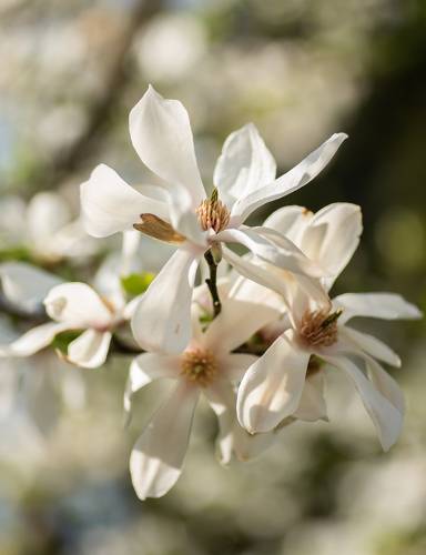 Цветение магнолии.