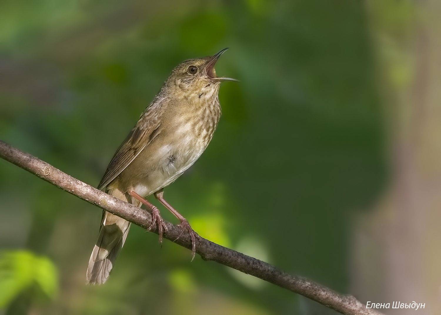 bird of prey, animal, birds, bird,  animal wildlife,  nature,  animals in the wild, river warbler, речной сверчок, фотоохота, природа, птицы, птица, Елена Швыдун