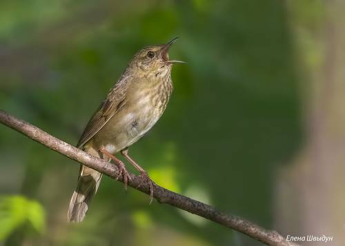 River warbler