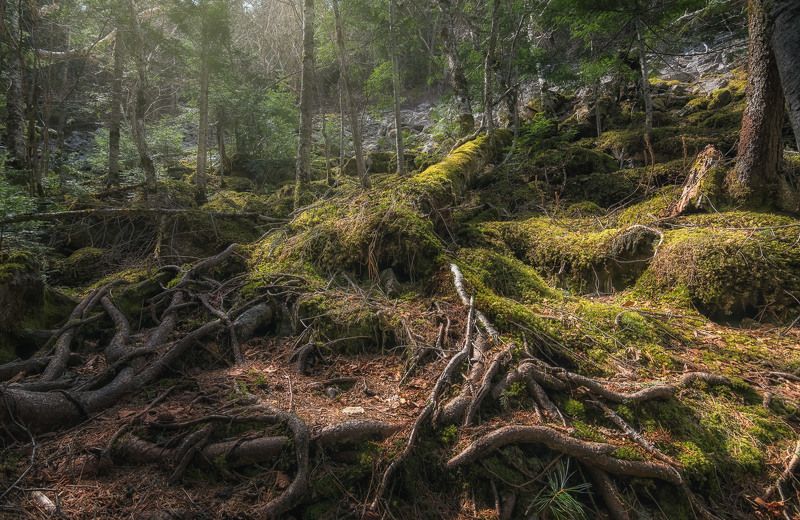 Там чудеса, там леший бродит... фото превью