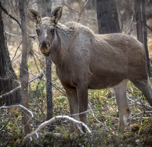 Лоси (прошлогодки)