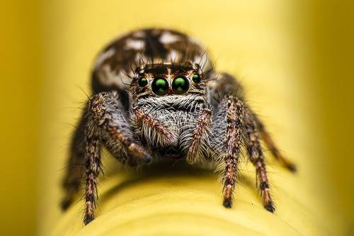 Macro of spider
